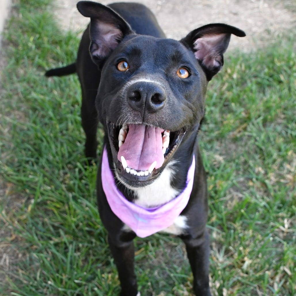 Photo of Junie B, adoptable Retriever, Labrador / Terrier, Pit Bull in Beaumont, Texas