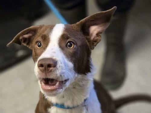 Photo of Stacy, adoptable Border Collie in Anniston, Alabama