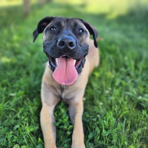Photo of Garcia, adoptable Mastiff in Catasauqua, Pennsylvania