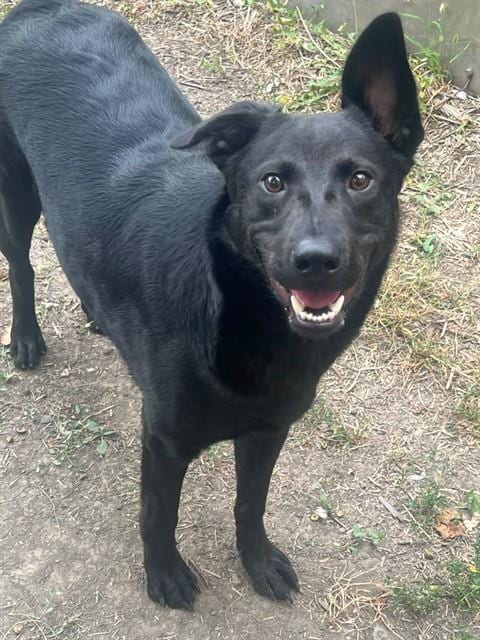Photo of Boone, adoptable German Shepherd Dog mix in Chicago, Illinois