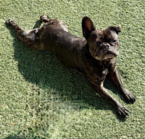 Photo of Chanel, adoptable French Bulldog in Salinas, California