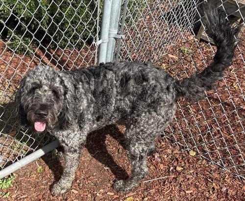 Photo of Spritz, adoptable Poodle (Standard) in Panama City, Florida