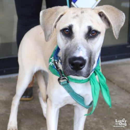 Photo of Pineapple, adoptable Shepherd in Washington, District of Columbia
