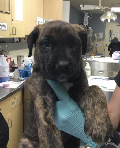Photo of Draco, adoptable German Shepherd Dog in Riverside, California