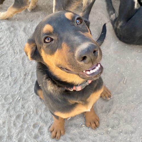 Photo of Ava, adoptable German Shepherd Dog in Yreka, California