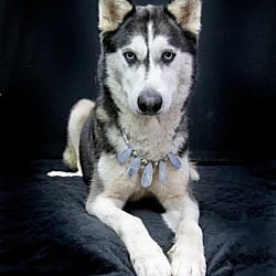 Photo of Ingrid, adoptable Husky in East Hartford, Connecticut