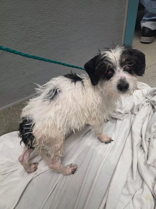 Photo of Daisy, adoptable Terrier in Las Vegas, Nevada