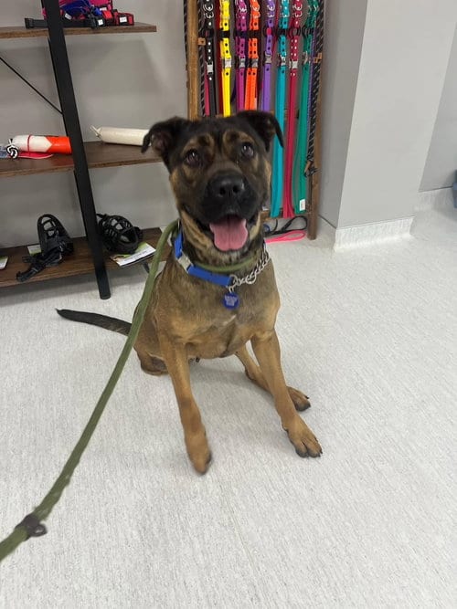 Photo of Madalyn, adoptable Shepherd in Roswell, Georgia