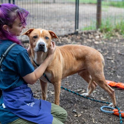 Photo of Anubis, adoptable dog in Chamblee, Georgia