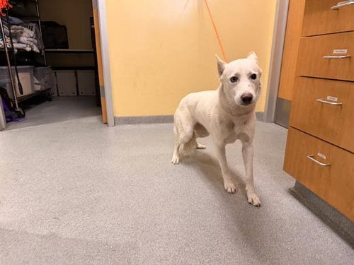 Photo of Kairi, adoptable Siberian Husky in Orange, California