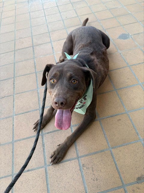 Photo of Charlie, adoptable Labrador Retriever in Bakersfield, California
