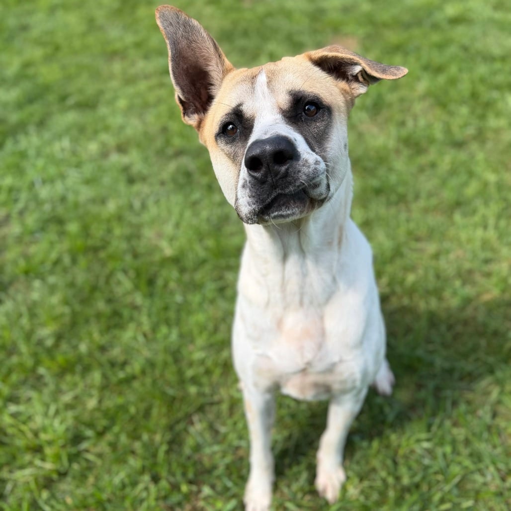 Photo of Pixel Rocky, adoptable Terrier, American Staffordshire / Mixed Breed (Medium) in Whitestone, New York
