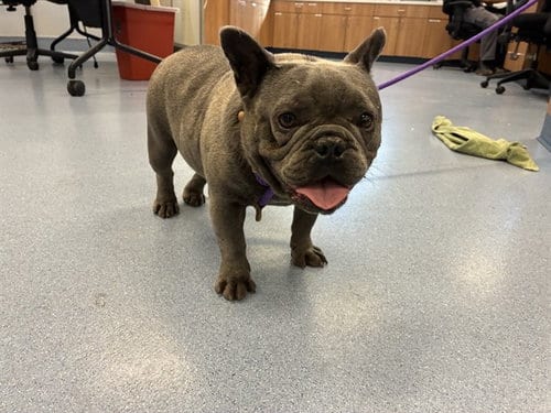 Photo of Moo Deng, adoptable French Bulldog in San Jose, California