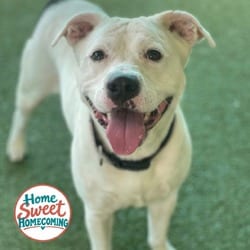 Photo of Laverne, adoptable American Bulldog in Lakeland, Florida