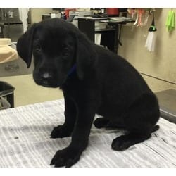Photo of Alfalfa, adoptable Labrador Retriever in Jurupa Valley, California