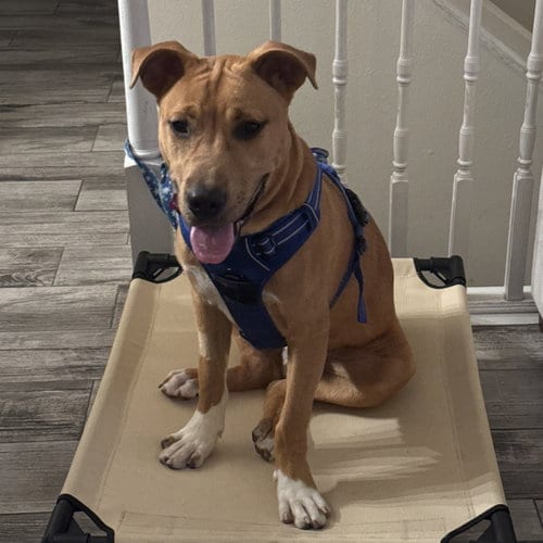 Photo of Ray, adoptable Pit Bull Terrier in Fargo, North Dakota