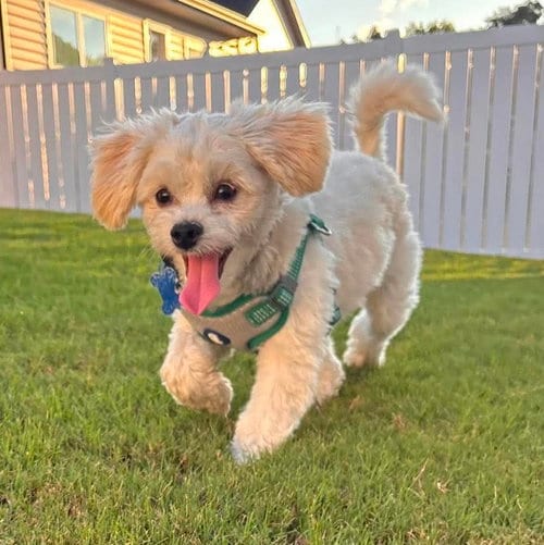 Photo of Walter, adoptable Maltese in Spring Lake, North Carolina
