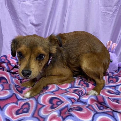 Photo of Bambino, adoptable Chihuahua in Modesto, California
