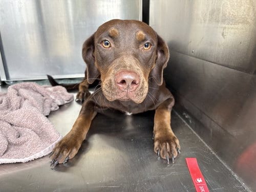 Photo of A481353, adoptable Doberman Pinscher in Oklahoma City, Oklahoma