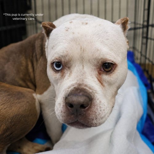 Photo of Toni, adoptable American Staffordshire Terrier in San Antonio, Texas