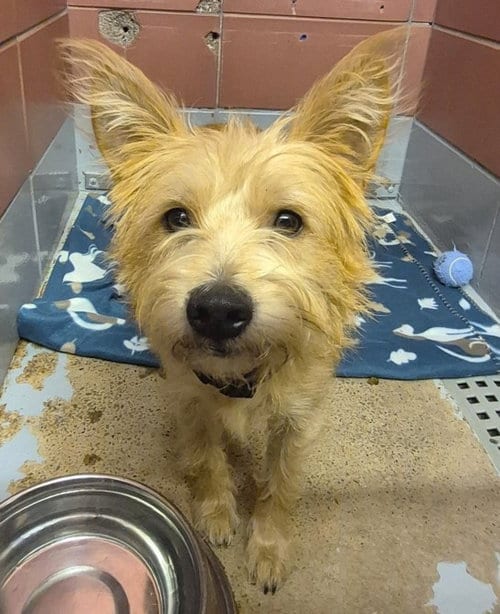 Photo of Timothy, adoptable Cairn Terrier in Houston, Texas