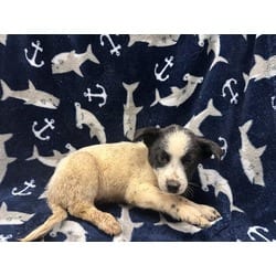 Photo of Phoebe, adoptable Australian Cattle Dog in Lancaster, California