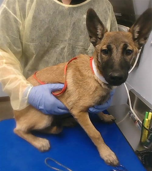 Photo of Brookie, adoptable Belgian Shepherd Malinois in Phoenix, Arizona