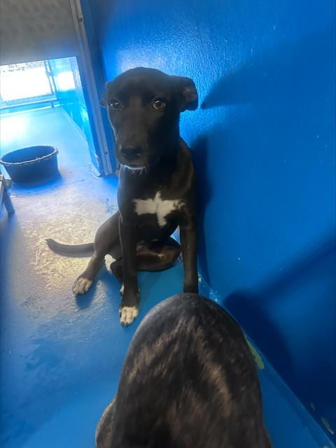 Photo of A170167, adoptable Pit Bull Terrier in Bakersfield, California