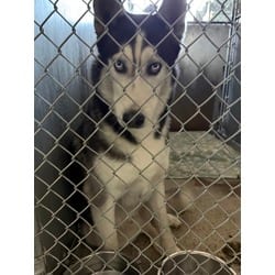 Photo of Lobo, adoptable Husky in Roseville, California