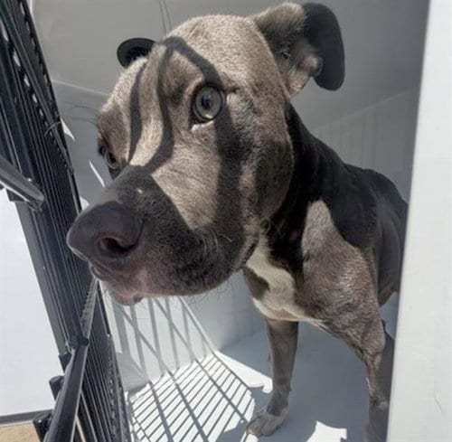 Photo of A661839, adoptable Pit Bull Terrier in Houston, Texas
