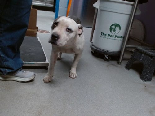 Photo of Avalon, adoptable American Pit Bull Terrier in Albuquerque, New Mexico