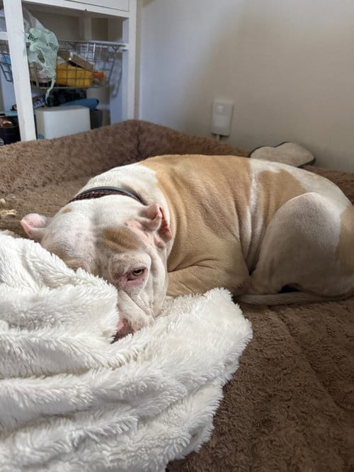 Photo of Nyla, adoptable Pit Bull Terrier in Nashville, Tennessee