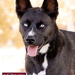 Photo of Sky, adoptable Husky Border Collie in Marina del Rey, California