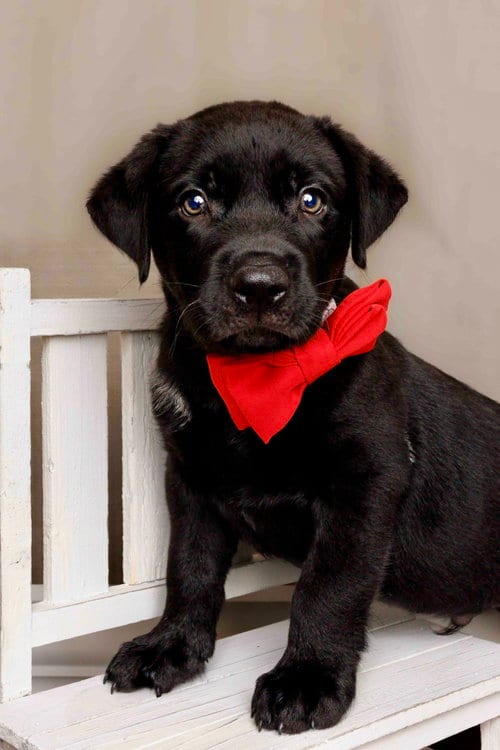 Photo of Wesley, adoptable Labrador Retriever in McKinney, Texas