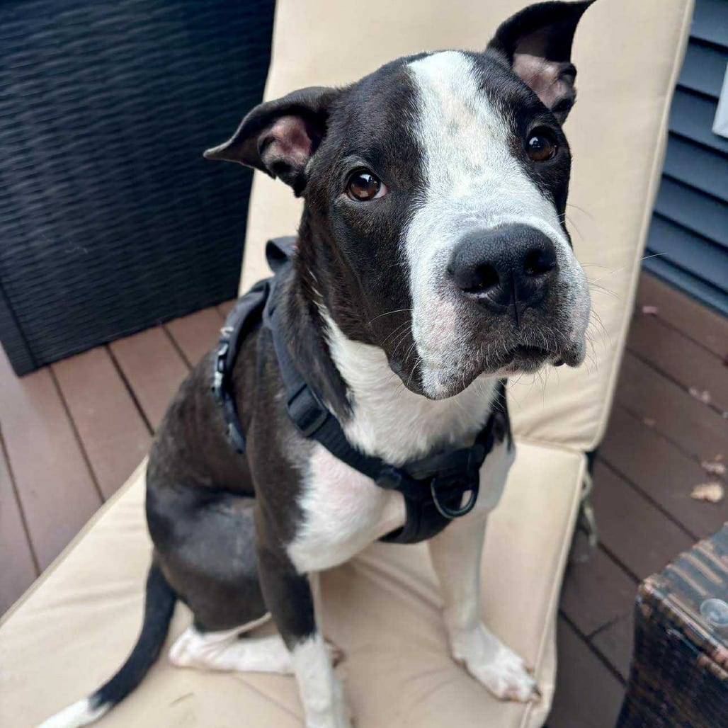 Photo of Mo, adoptable Terrier, American Staffordshire / Mixed Breed (Medium) in Whitestone, New York