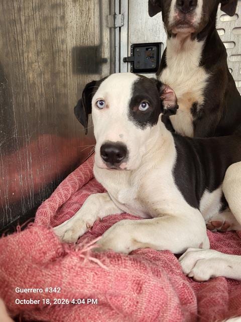 Photo of Twix, adoptable American Staffordshire Terrier in San Antonio, Texas