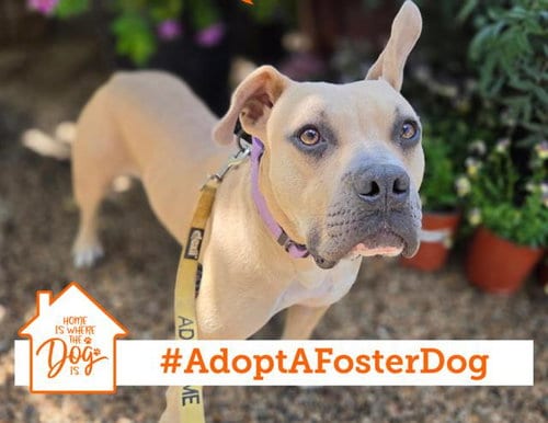 Photo of Pete, adoptable Pit Bull Terrier in Salinas, California