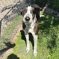Photo of Windsor, adoptable Great Dane Catahoula Leopard Dog in Bullard, Texas