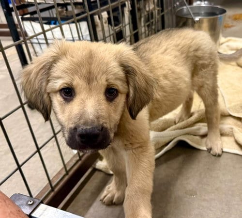 Photo of Woody, adoptable Golden Retriever in Cave Creek, Arizona