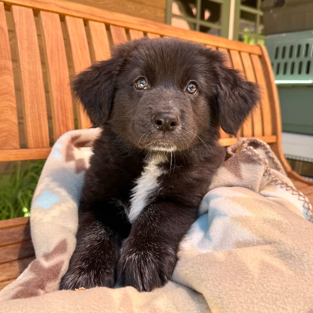 Photo of Vega, adoptable Collie, Border in Agoura Hills, California