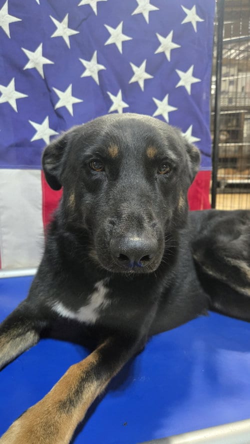 Photo of Dino 6971, adoptable German Shepherd Dog in Centreville, Virginia
