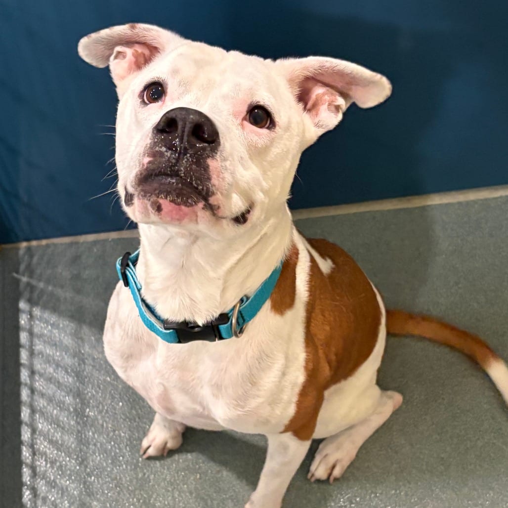 Photo of Miami, adoptable Boxer / Mixed Breed (Medium) in Chesapeake, Virginia
