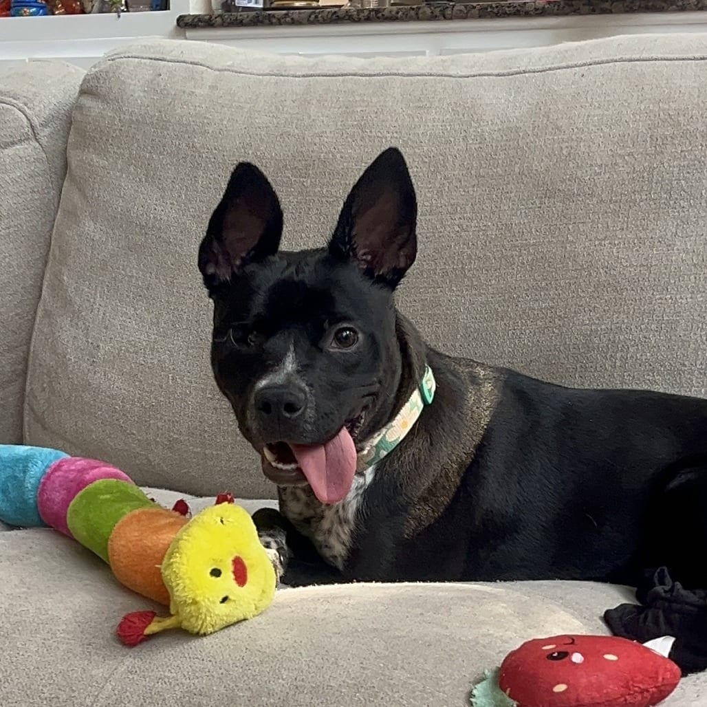 Photo of McNugget, adoptable Terrier, American Staffordshire / Mix in San Antonio, Texas