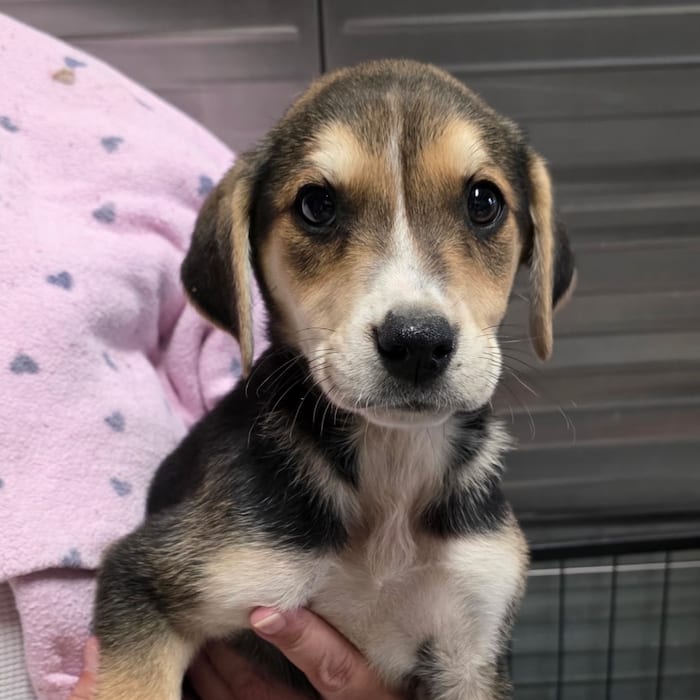Photo of Pumpkin 7590, adoptable Retriever, Golden / Mixed Breed (Medium) in Fairfax Station, Virginia