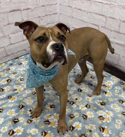 Photo of Banana Pudding, adoptable Boxer in Detroit, Michigan