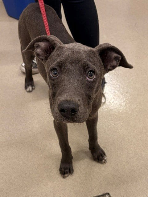 Photo of Maggie, adoptable Pit Bull Terrier in Baytown, Texas
