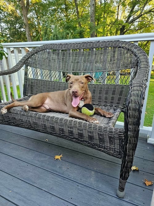 Photo of Dusty, adoptable Pit Bull Terrier in Wenonah, New Jersey
