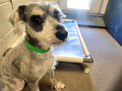 Photo of Windsor, adoptable Miniature Schnauzer in Phoenix, Arizona