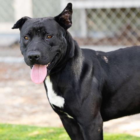 Photo of Zorro, adoptable Pit Bull Terrier in Camarillo, California