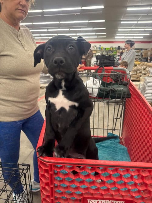 Photo of Bo Peep, adoptable American Staffordshire Terrier in New Oxford, Pennsylvania
